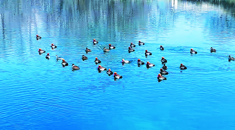 c0ec4509-b117-42c6-8bb1-1f235594a661.tif (1).jpg