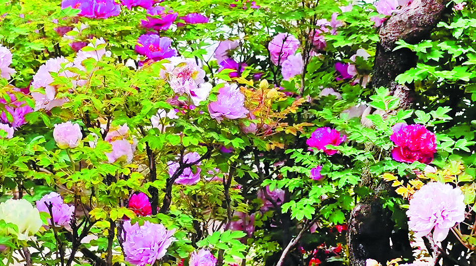 cd6d8b5a-690b-42b6-bc98-6ffdb615baa1.tif.jpg