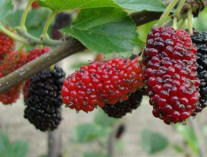 1538185427895264.jpg s_副本.jpg