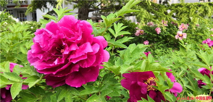 1557448775400078.jpg IMG_20190507_165040.jpg