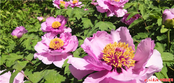 1557448785794124.jpg IMG_20190425_134255.jpg