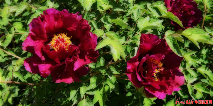 1557448797306882.jpg DSC_0025.jpg