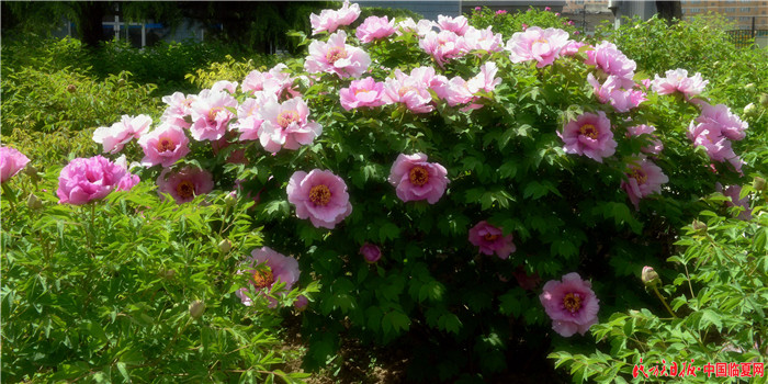 1557448807868762.jpg DSC_0169.jpg