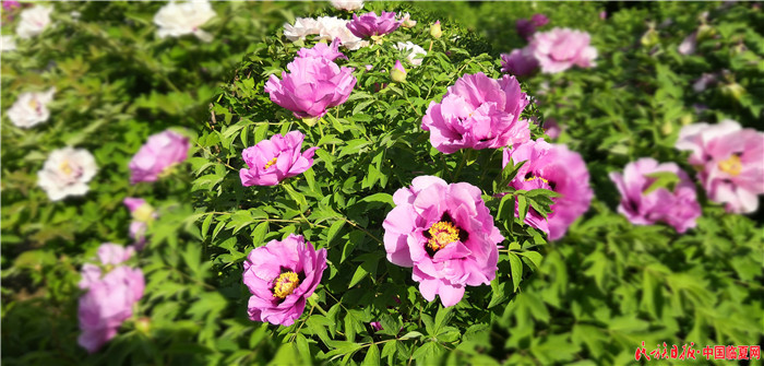 1557448818858768.jpg IMG_20190502_172117.jpg